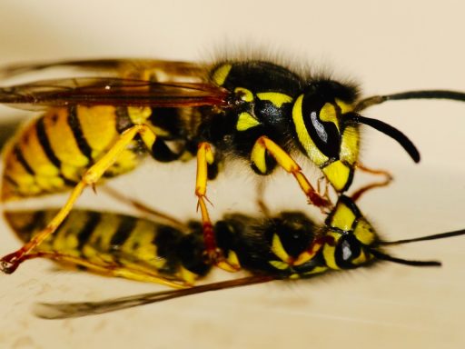 yellow and black wasp in close up photography