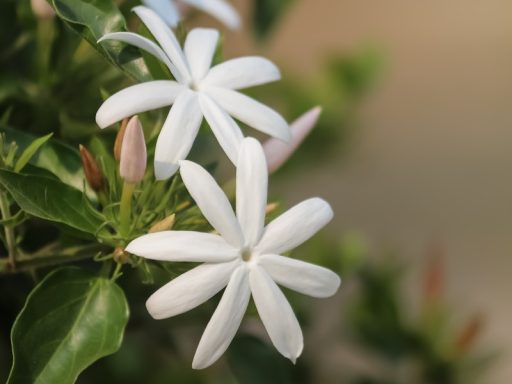 a close up of a white flower with green leaves