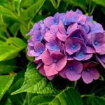 purple flower in macro shot