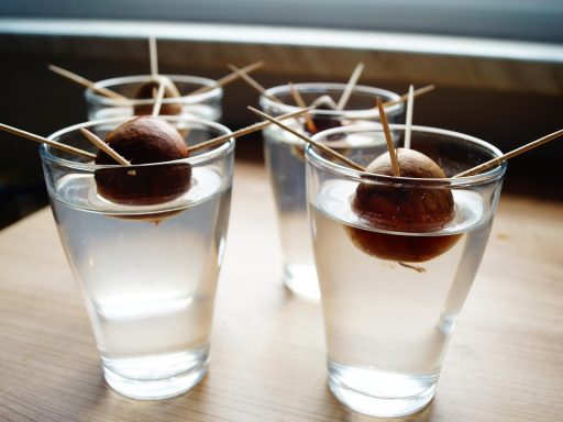 Avocadopit op tandenstokers hangend in een glas water, klaar om te ontkiemen