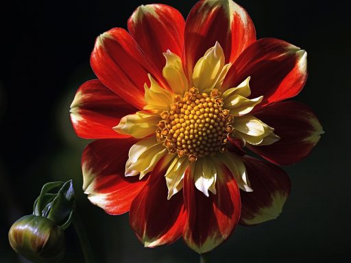 Bloemrijke dahlia's in verschillende kleuren in een zomerse Nederlandse tuin