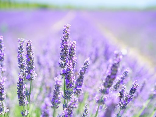 Bloeiende lavendel in een zonnige tuin met paarse aren