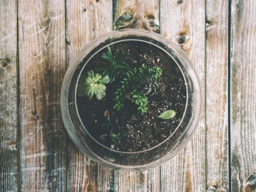 Een glazen terrarium gevuld met miniatuurvarens, mos en kleine steentjes op een vensterbank