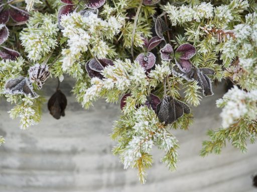 Winterharde planten met rijp en structuur in een Nederlandse tuin