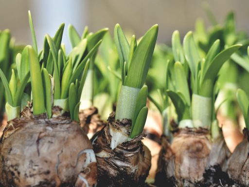 Diverse bloembollen klaargelegd op een tuintafel, klaar om ingeplant te worden