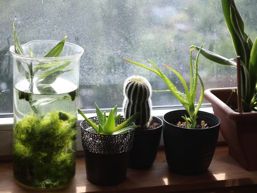 Diverse tropische kamerplanten op een vensterbank in een lichte woonkamer