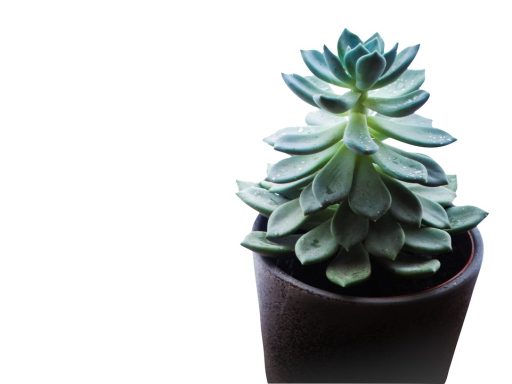 Handen die een plant verpotten met verse potgrond en een nieuwe pot